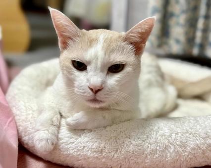 目があったねこ 目があったねこ ねこ,可愛い,ペットの写真素材