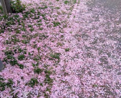 桜の花びらの絨毯の写真