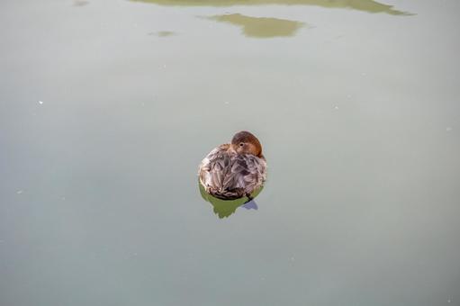 背中をくちばしで搔きむしるカモ 背中をくちばしで搔きむしるカモの写真