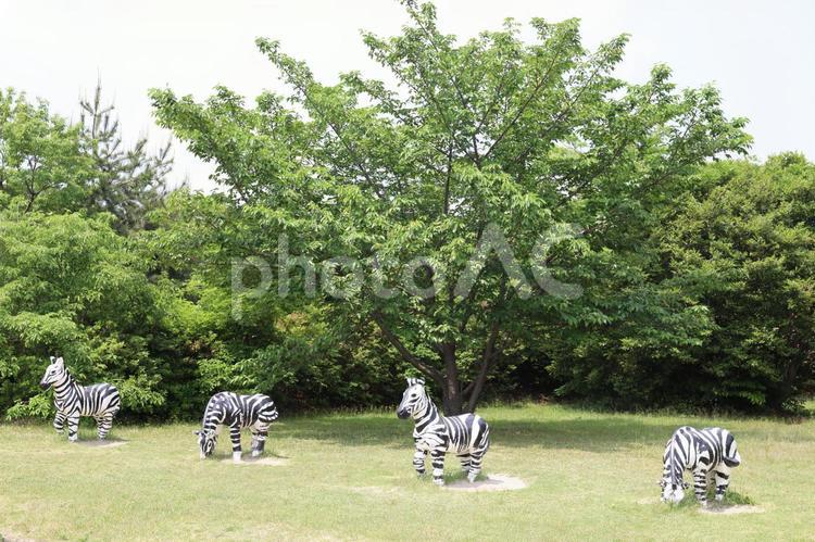 シマウマの遊具 シマウマ,遊具,公園の写真素材