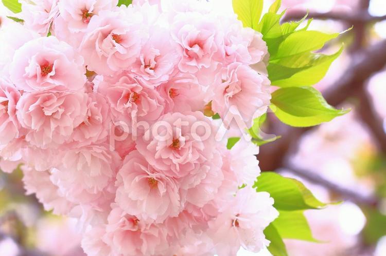 桜の開花イメージ 桜,満開,植物の写真素材