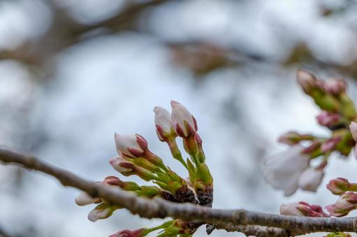 開花直前のソメイヨシノのつぼみ 開花直前のソメイヨシノのつぼみの写真