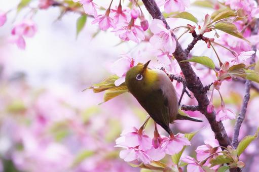 満開の桜の花にとまるメジロ 桜,メジロ,春の写真素材