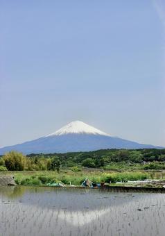 田んぼに映る富士山 田んぼに映る富士山の写真