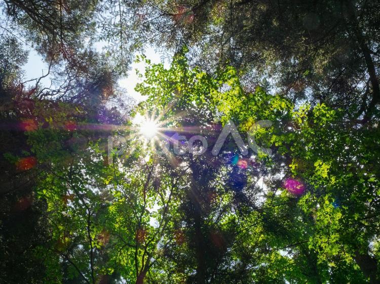 森の中、木漏れ日、木立、太陽、光 木漏れ日,森,逆光の写真素材