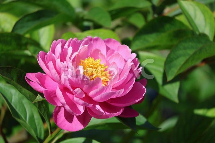 ピンクの花びらのシャクヤクの花のアップ ピンク,花びら,シャクヤクの写真素材
