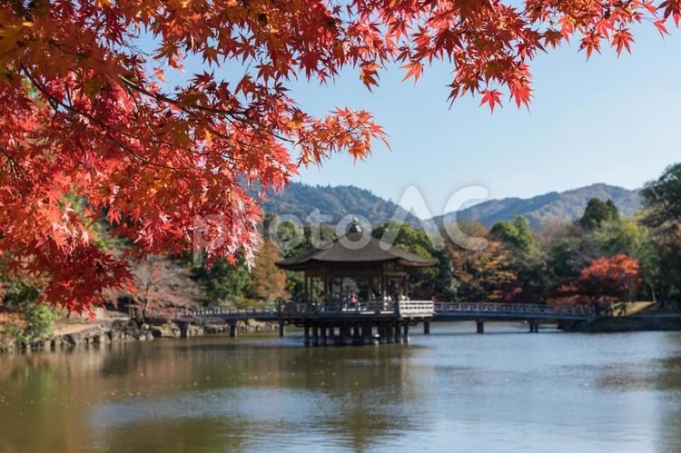 奈良公園浮見堂の秋 奈良公園,浮見堂,紅葉の写真素材