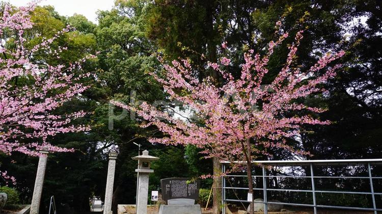 五所八幡宮の桜 桜,サクラ,さくらの写真素材