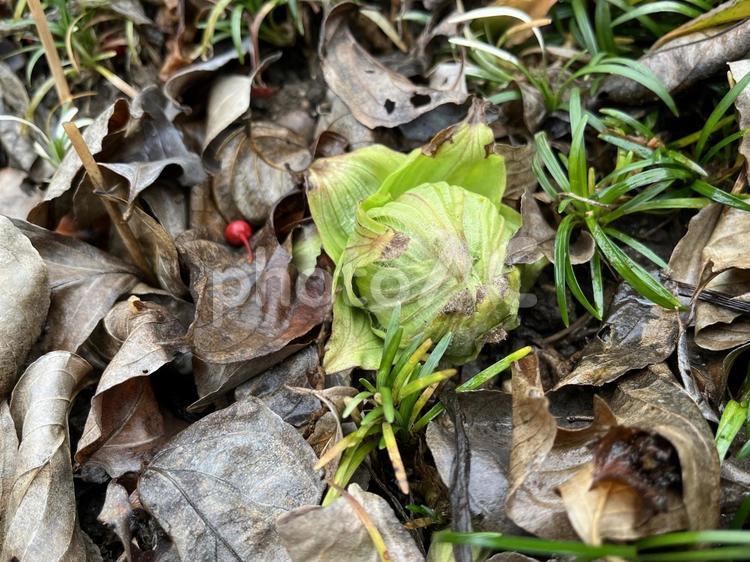ふきのとう ふきのとう,蕗の薹,フキノトウの写真素材