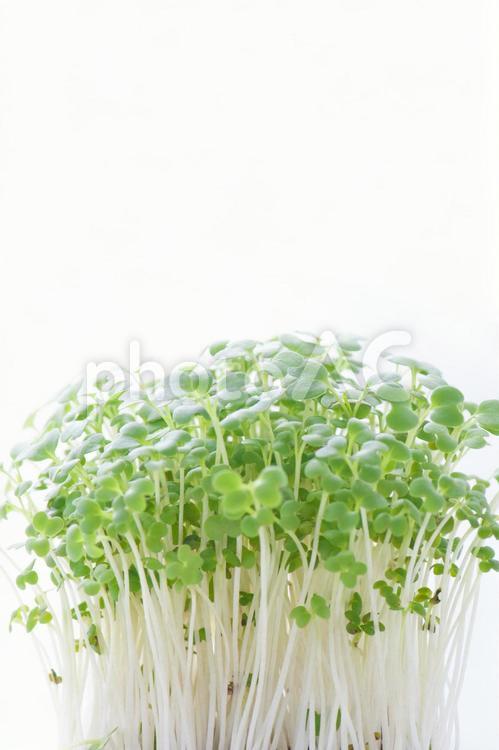 からし菜のスプラウト 成長,新芽,緑の写真素材