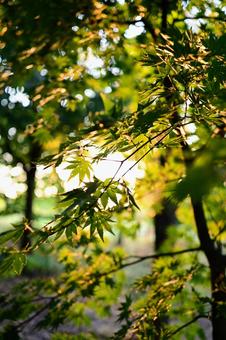 Maple leaves illuminated by sunlight filtering through the trees: Summer scenery, JPG Maple leaves illuminated by sunlight filtering through the trees: Summer scenery, JPG