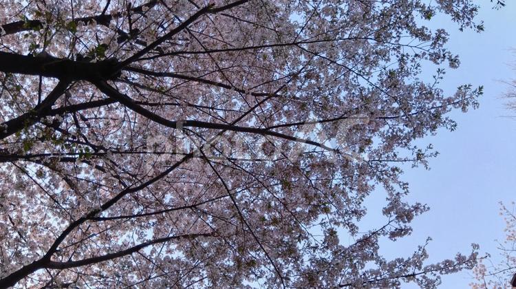 見上げた桜 真上,桜,自然の写真素材
