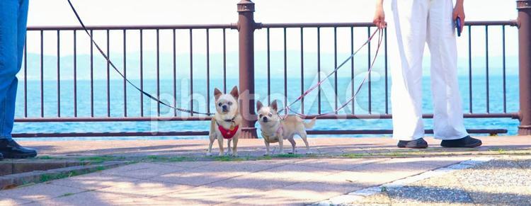 犬の散歩（正面） 海,犬,人の写真素材