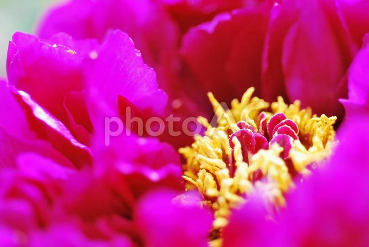 宝塚 長谷牡丹園の牡丹 牡丹,花,しべの写真素材