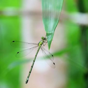Photo, dragonfly, ittombo, insect, 