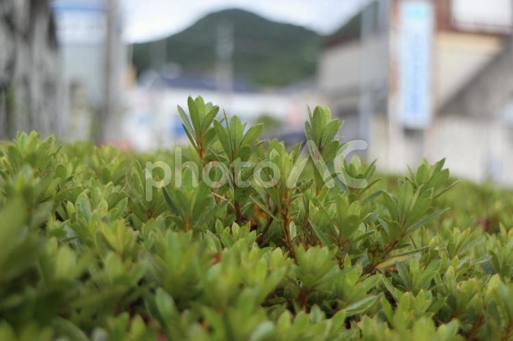 	垣根越しに見る街並み 植物,緑,葉の写真素材