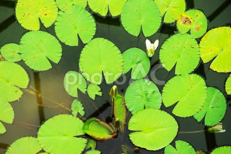 睡蓮の池 初夏,外,公園の写真素材