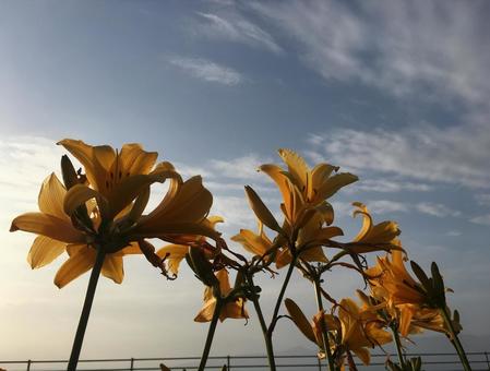 トビシマカンゾウと空 トビシマカンゾウ,カンゾウ,黄色の写真素材