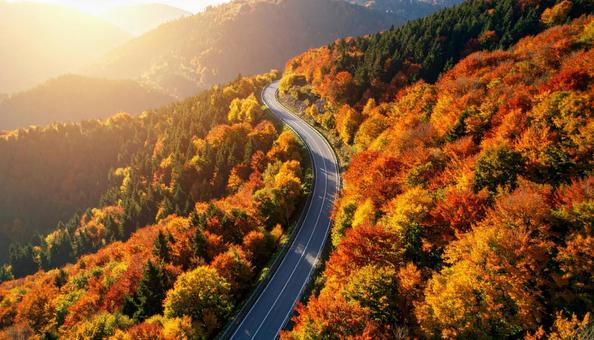 秋晴れの空と落葉樹が並ぶ山道 秋晴れの空と落葉樹が並ぶ山道の写真