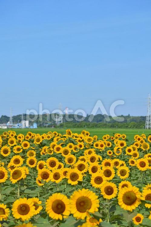 青空のひまわり畑 向日葵,ひまわり,向日葵畑の写真素材