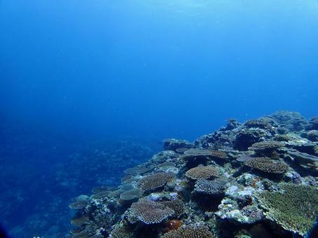 沖縄の海　ダイビング ダイビング,海,青い海の写真素材