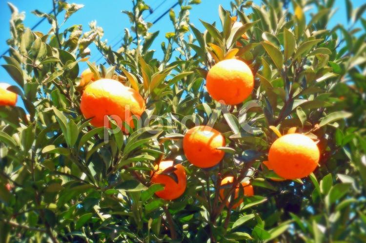 みかんの木 fruit,gourmet,orangeの写真素材
