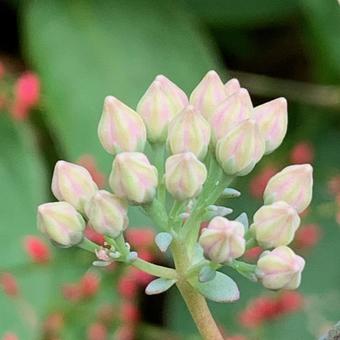弁慶草（ミセバヤ）の蕾 ミセバヤ,弁慶草,蕾の写真素材