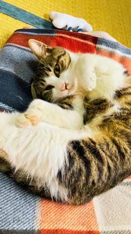 リラックス中のくつろぐ猫 リラックス中のくつろぐ猫の写真