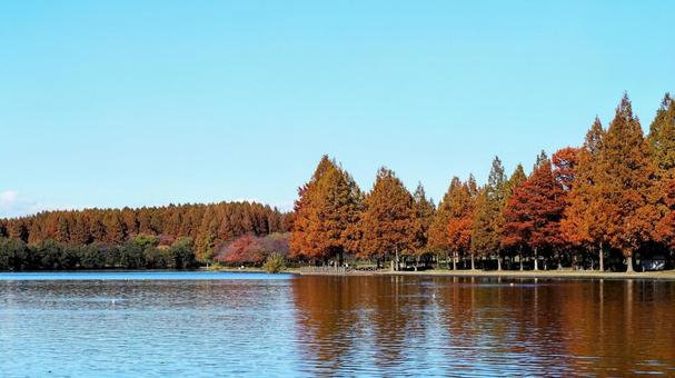 水元公園の紅葉・煉瓦色の木立＆池・葛飾区 秋,水元公園,紅葉の写真素材