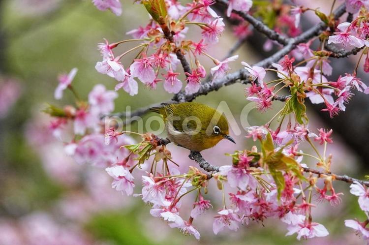 メジロと河津桜とのハーモニー2 動物,生き物,鳥の写真素材