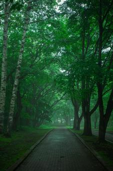 雨の日の遊歩道 雨の日の遊歩道の写真