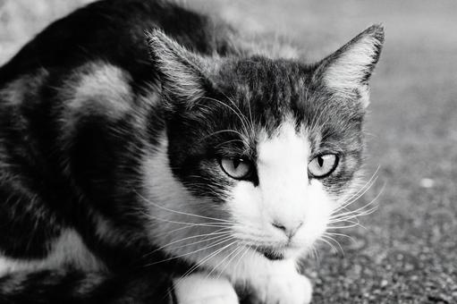 ねこ ねこの写真