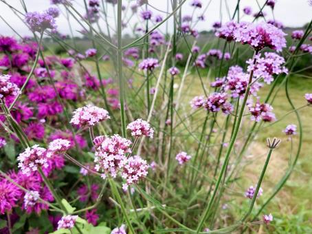 ヤナギハナガサ ヤナギハナガサ ヤナギハナガサ,柳花笠,三尺バーベナの写真素材