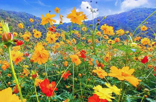 秋の風景/鮮やかなキバナコスモスの花畑 秋の風景/鮮やかなキバナコスモスの花畑 秋桜,キバナコスモス,秋の写真素材