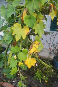 Photo, dumpling, loofah, leaf, 