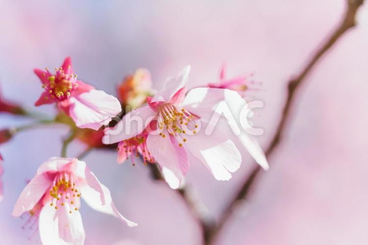 桜の花イメージ 桜,サクラ,さくらの写真素材