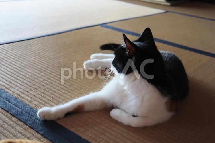 畳の上の猫でくつろぐネコ 猫,ねこ,ネコの写真素材