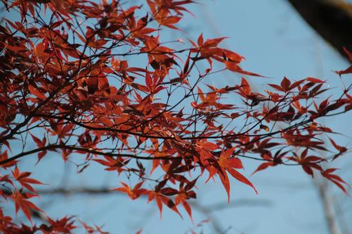 20211119京都市内紅葉写真 もみじ,秋,山の写真素材