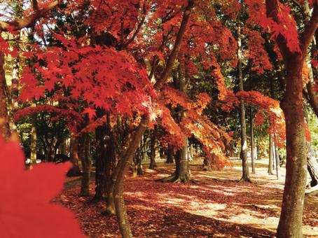 Photo, maple, autumn, late autumn, 