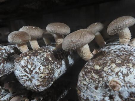 Shiitake mushroom hunting, JPG Shiitake mushroom hunting, JPG