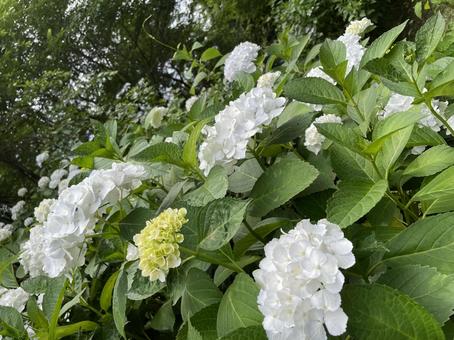 紫陽花白 紫陽花白の写真