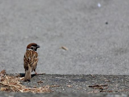 Sparrow, JPG