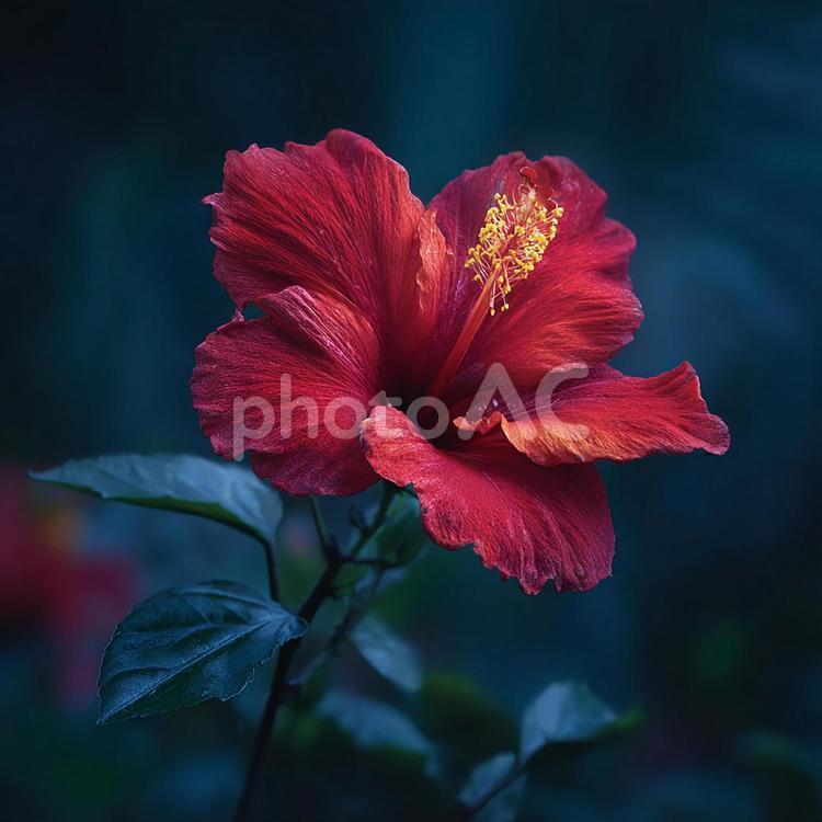 熱帯の美しさを象徴する真紅の花 ハイビスカス,花,赤の写真素材