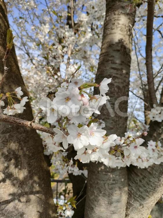 横浜の桜満開 桜,サクラ,景色の写真素材