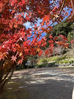 紅葉と青空 紅葉と青空の写真