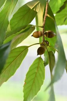 シラカシ シラカシ,木,枝の写真素材