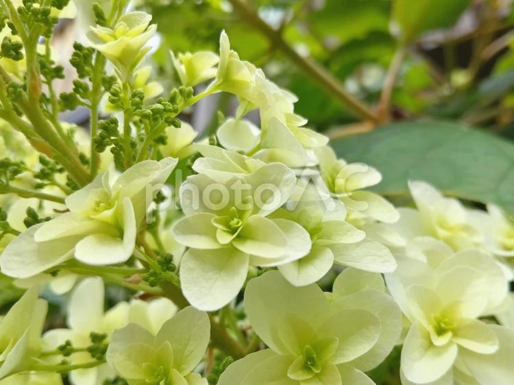 カシワバアジサイの白い花 花,カシワバアジサイ,円錐状の写真素材