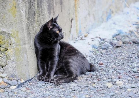 黒猫のいる風景 黒猫,猫,野良猫の写真素材