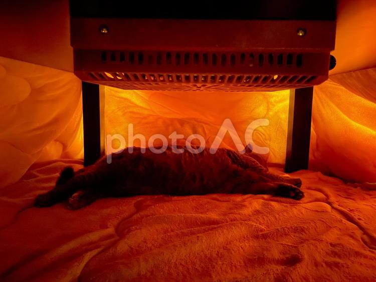 こたつで伸びて寝る猫 猫,ネコ,ねこの写真素材