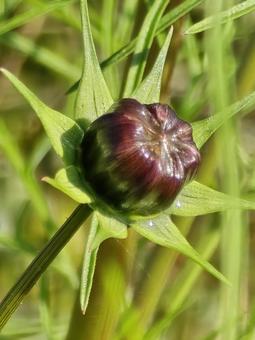 秋桜の蕾 コスモス,秋桜,蕾の写真素材